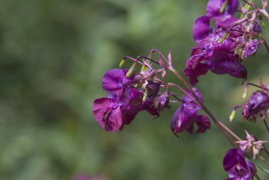 Seçici odak. Kır çiçekleri yaz günü. Yakın çekim. Çiçekler kavramı