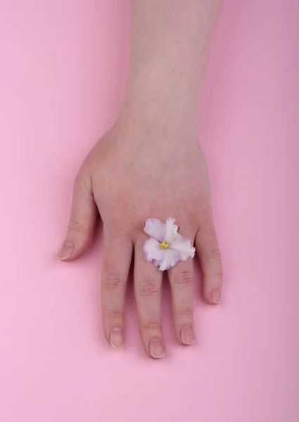 Main avec des violettes de fleurs sur fond rose. Concept de soins de la peau — Photo