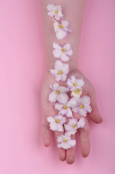 Line of violet flowers of Saintpaulia on the hand and palm of a