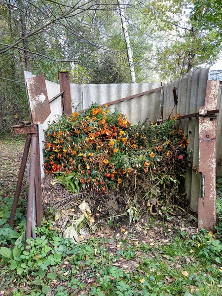 Květiny Chryzantéma Vhození Odpadků Podzim — Stock fotografie