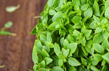 Ahşap arka plan üzerinde taze yeşil fesleğen yaprakları.