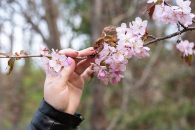 Parkta ilkbaharda Sakura çiçeği. Pembe manikür