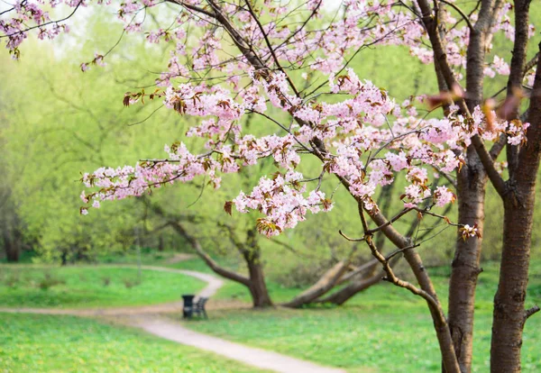 Sakura virágzik tavasszal a parkban. Rózsaszirom. — Stock Fotó