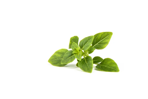 Fresh green basil leaves isolated on white background. — Stock Photo, Image