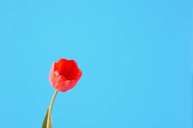Mavi arka planda kırmızı lale tomurcuk.