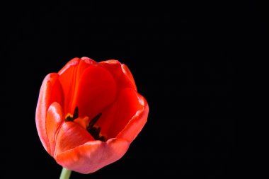 Makro çekim. Siyah arka plan üzerinde kırmızı lale tomurcuk.