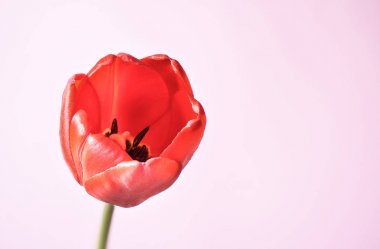 Makro çekim. Pembe arka planda kırmızı lale tomurcuk.