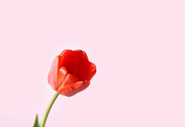 Pembe arka planda kırmızı lale tomurcuk.