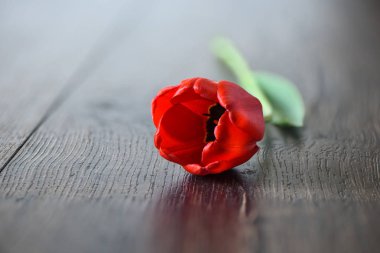 Ahşap arka planda kırmızı lale. Yakın çekim