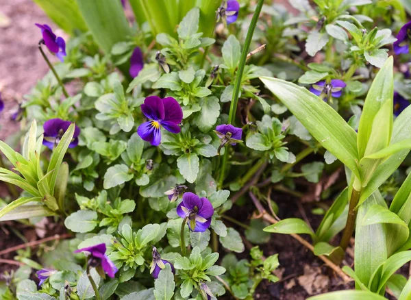 Zachte focus. Veelkleurige viooltje bloemen in de tuin. — Stockfoto