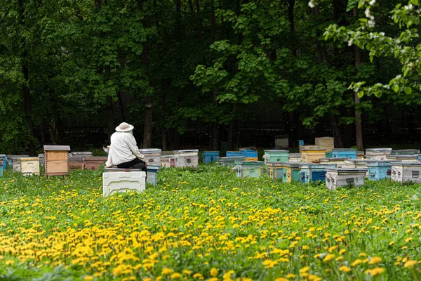 Der Imker ruht und beobachtet die Bienen. — Stockfoto