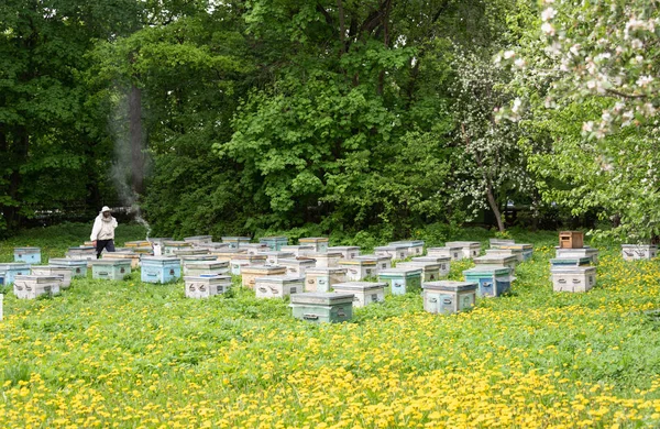 Apicoltore tra gli alveari. Alveari e denti di leone in fiore. Stile rustico . — Foto Stock