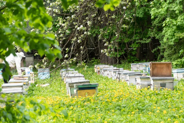 Μελισσοκόμος στη δουλειά. Σειρές από κυψέλες μελισσών. — Φωτογραφία Αρχείου