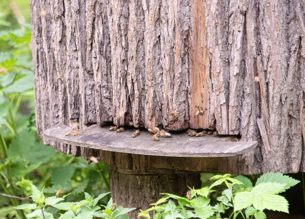 Pszczoły przy wejściu do ula. Gałąź jest wykonana ze starego pnia drzewa. — Zdjęcie stockowe