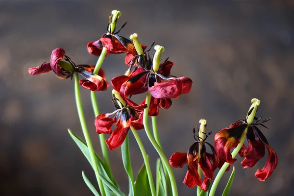 Tulipas desbotadas. Um buquê de tulipas desbotadas . — Fotografia de Stock