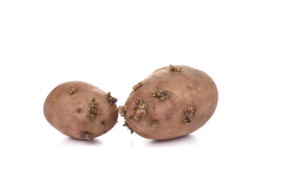 Deux pommes de terre germées isolées sur fond blanc — Photo