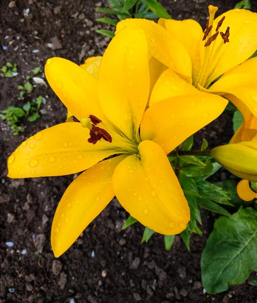 Flor de lírio amarelo florescente com gotas de água em pétalas . — Fotografia de Stock