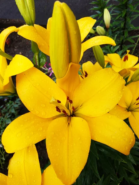 Flores florescentes de lírios amarelos com gotas de água nas pétalas . — Fotografia de Stock
