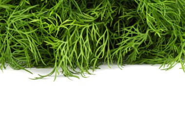 Taze olgun dereotu yaprakları beyaz arka plan üzerinde izole