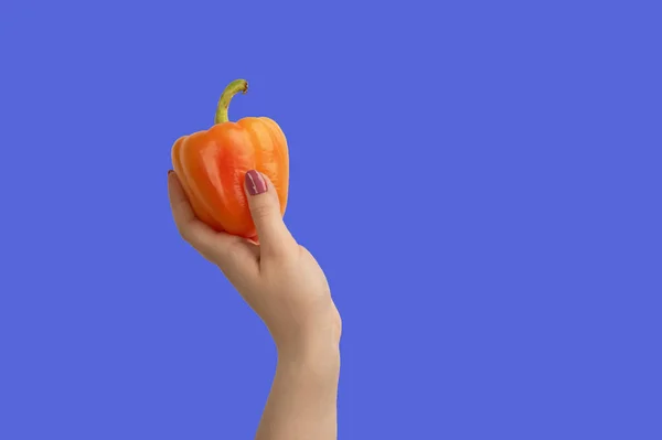 Orange Paprika in der Hand auf blauem Hintergrund. — Stockfoto