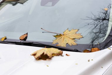 Hafif bir arabanın ön camında sonbahar yaprakları.