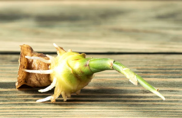 Gember Wortel Met Groene Spruit Een Houten Ondergrond Sluiten — Stockfoto