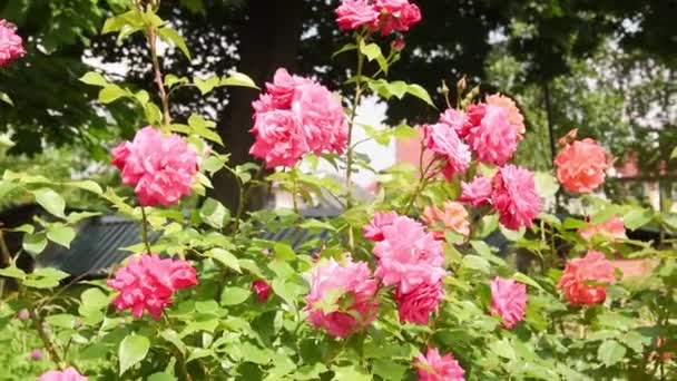 Arbustos Com Rosas Multicoloridas Florescendo Atirando Dia Ensolarado Verão Botões — Vídeo de Stock