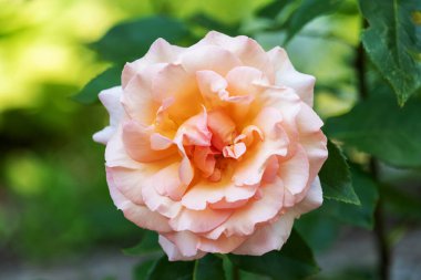 Soluk pembe yapraklı çiçek tomurcuğu. Çiçek açan bahçe gülleri.