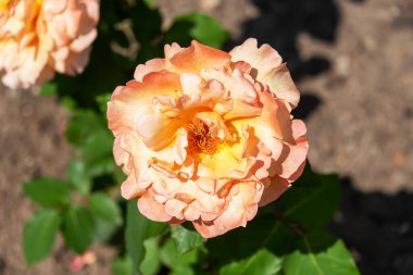 Güneş ışığında kayısı tomurcuğu açan gül çalısı. Çiçek açan güller.