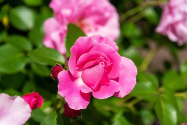 Gül çalılarının arka planında çiçek açan pembe tomurcuklar. Çiçek açan güller.