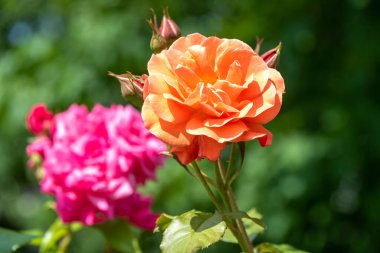 Yumuşak odaklanma. Pembe bir tomurcuğun arka planında çiçek açan şeftali renkli gül tomurcuğu. Çiçek açan güller.