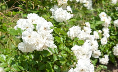 Yumuşak odaklanma. Güneşin altında açan beyaz gül tomurcukları. Çiçek açan güller.