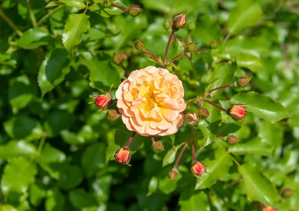 Blooming peach rose bud surrounded by unblown buds. Top view. Blooming roses.