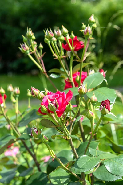 Rosier Avec Bourgeons Non Ouverts Bourgeon Fleurs Concentration Sélective Fleurs — Photo