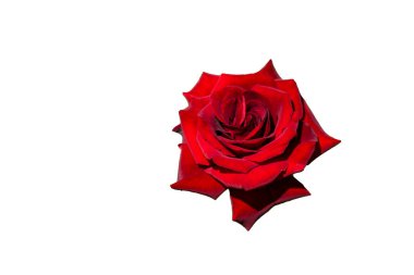 Beyaz arka planda izole edilmiş güzel kırmızı gül..