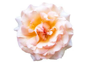 Beyaz bir arka planda, yumuşak pembe yapraklı, çiçek açan bir gülün güzel tomurcuğu..