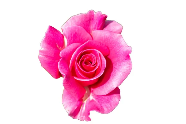 Piękny Pączek Kwitnącej Różowej Róży Izolowany Białym Tle Zamknij Drzwi — Zdjęcie stockowe