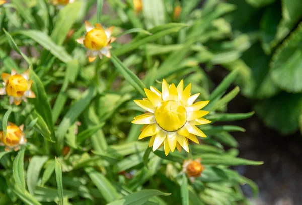 Xerochrysum Bracteatum Uma Planta Com Flor Pertencente Família Asteraceae Flores — Fotografia de Stock