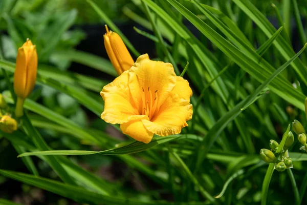 Daylily Yellow Yellow Lily Krasodnev Flowering Perennial Herb Species Genus — Fotografia de Stock