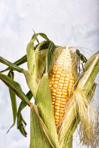 Ear of corn with leaves. Copy space. Close up.