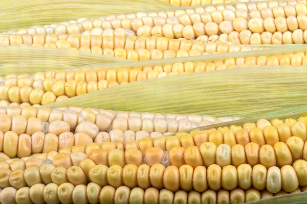 Voller Rahmen Von Frischem Mais Der Neuen Ernte Rustikaler Stil — Stockfoto