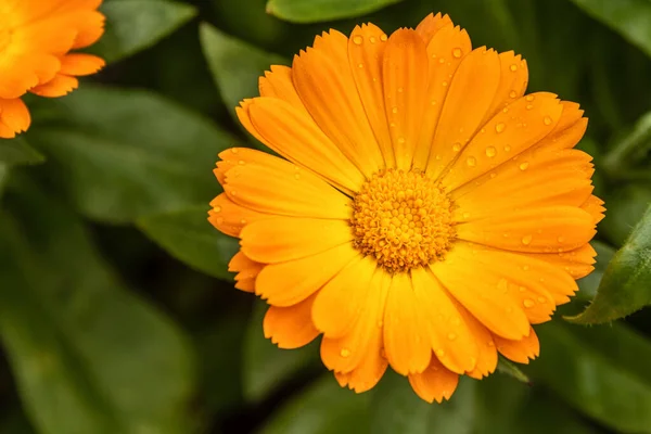 花瓣上有水滴的洋甘菊橙花 花瓣多的花 靠近点 — 图库照片