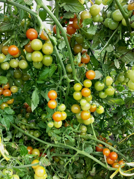 Cherry Tomat Tomater Ett Träd Mogna Och Omogna Rött Och — Stockfoto