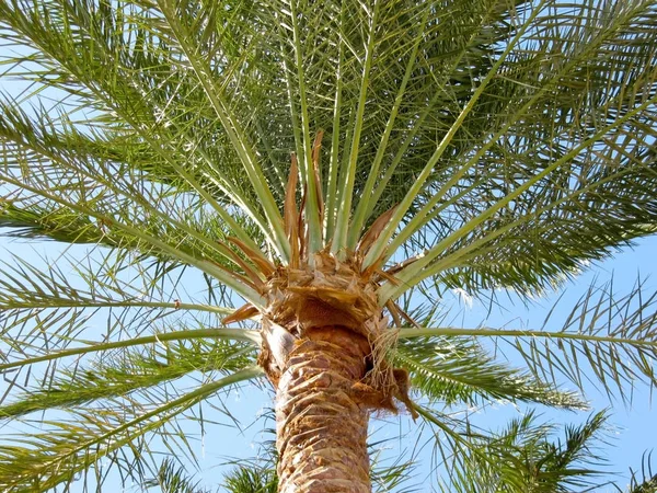 Palm tree and leaves