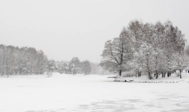 Kış manzarası. Karla kaplı ağaçlar parkta Kuzminki Moskova.