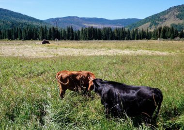 Altay Cumhuriyeti bir çayır içinde iki inek