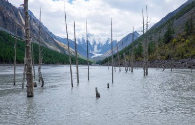 Lake Maash Altay Cumhuriyeti su kurumuş ağaç gövdeleri.