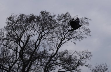 Bir ağaç siyah bir siluet karşı bir kuş uçar