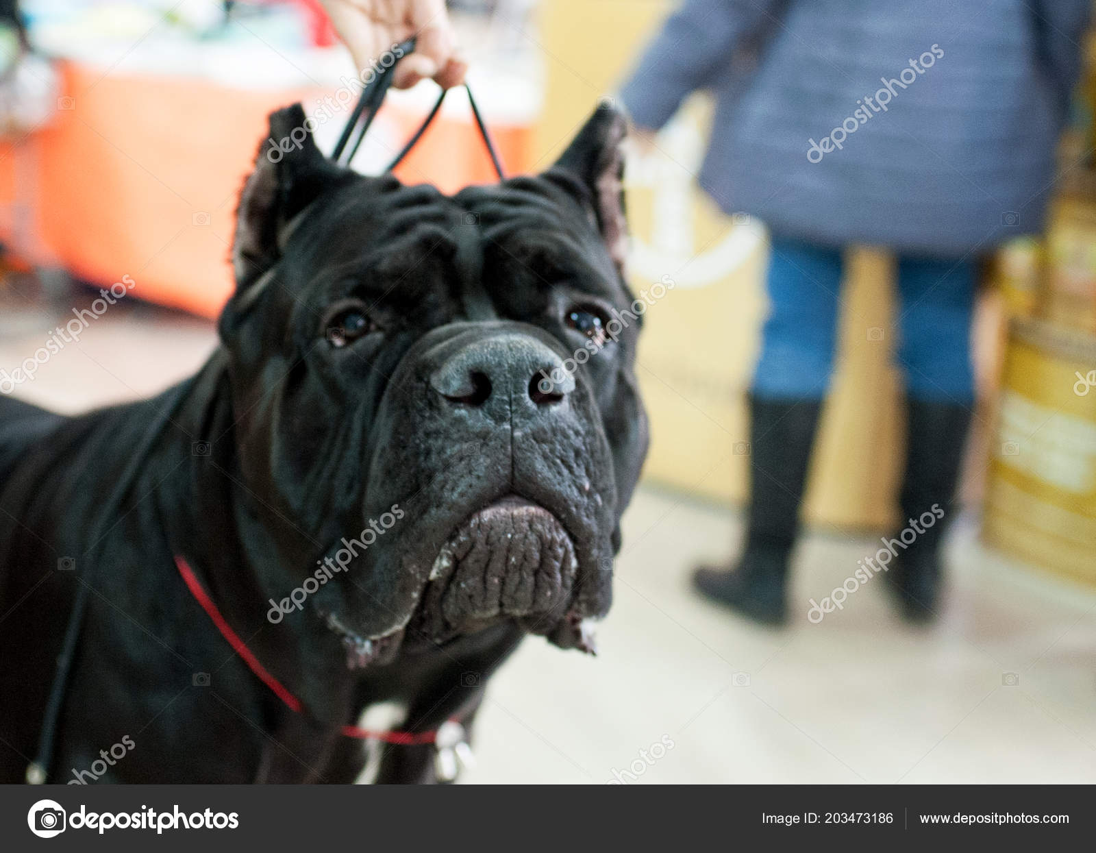 Cane Corso Dog Show Moscow Stock Photo Qwer230586 At Yandex