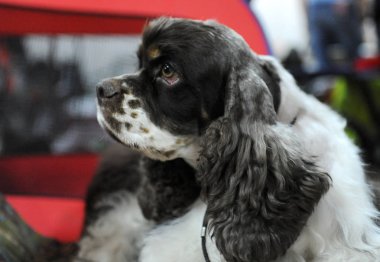 Amerikan Cocker Spaniel köpek göstermek, Moskova.